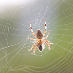 photo: "Spider and web", Dwight Sipler (cc-by 2009)